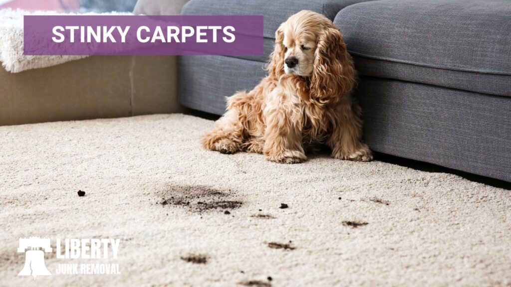 stinky carpet soiled with dog poop